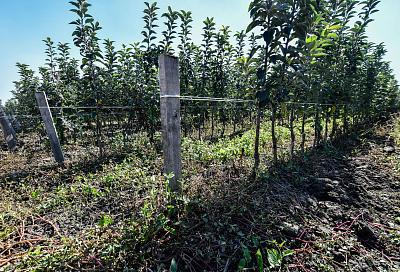 Почему кубанские саженцы плодовых деревьев лучше иностранных конкурентов