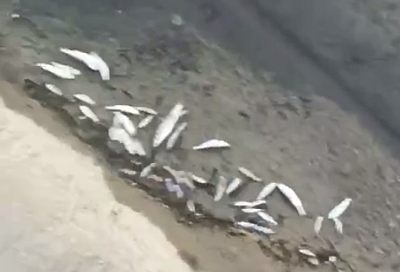 Сочинцы пожаловались на массовую гибель рыбы в реке Восточный Дагомыс