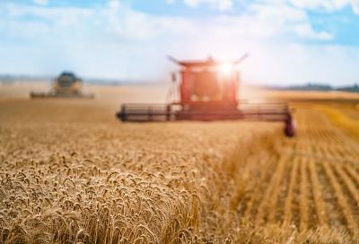 На Кубани выросли экспортные цены на пшеницу
