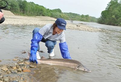 Около 200 тысяч личинок и 79 взрослых особей осетровых выпустили в реку Лаба на Кубани