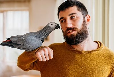 Подарите себе друга: какие попугаи могут стать вам собеседником