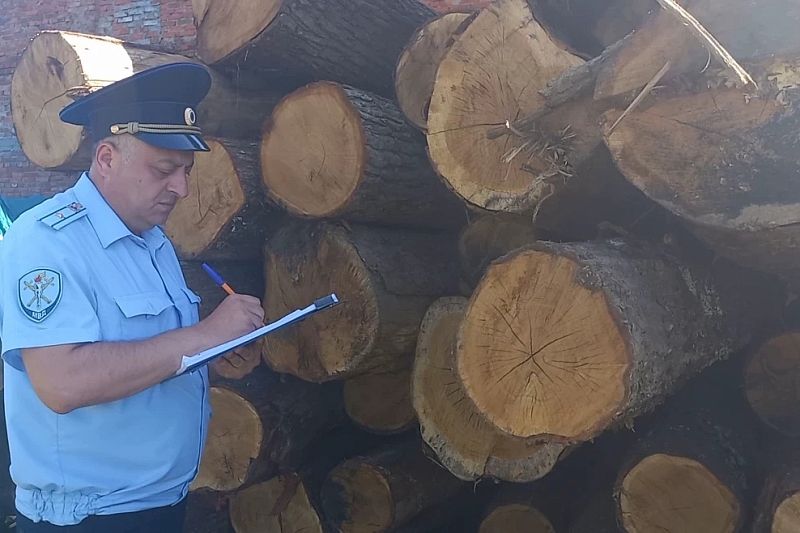 На Кубани «черный лесоруб» уничтожил деревья на 12 млн