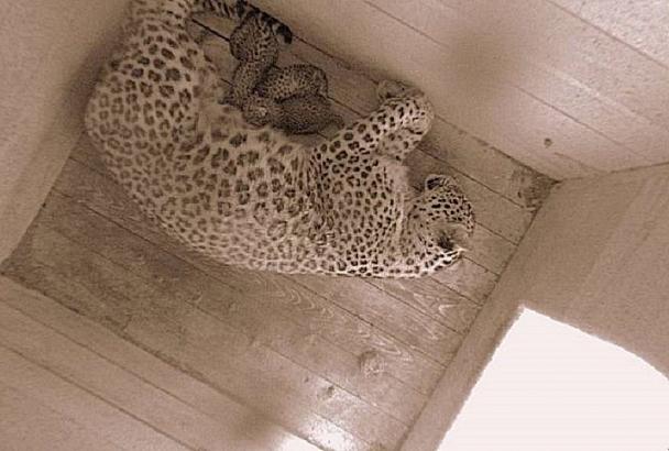 В сочинском Центре восстановления леопарда на Кавказе родились три детеныша