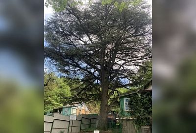 Памятником живой природы признали 150-летний ливанский кедр в Геленджике