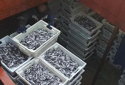 В Краснодарском крае на борту судна пограничники обнаружили более 6 тонн неучтенной хамсы