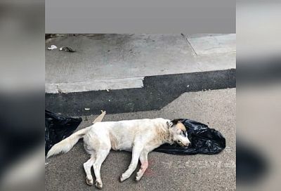 В Краснодаре живодеры до смерти избили собаку