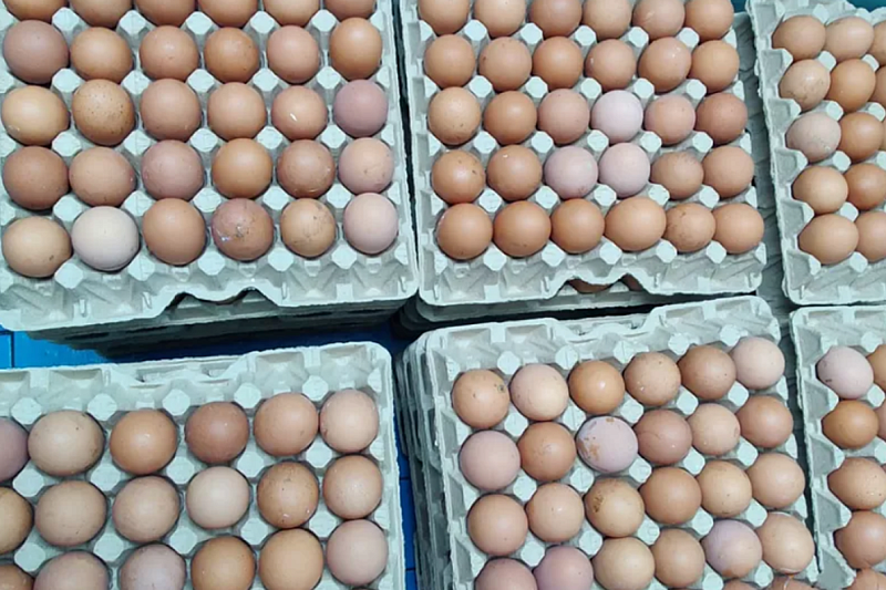 Десятую партию куриных яиц ввезли из Турции в Россию через порт Новороссийска