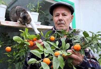Последователь Мичурина из станицы Брюховецкой более 50 лет выводит новые сорта садовых культур