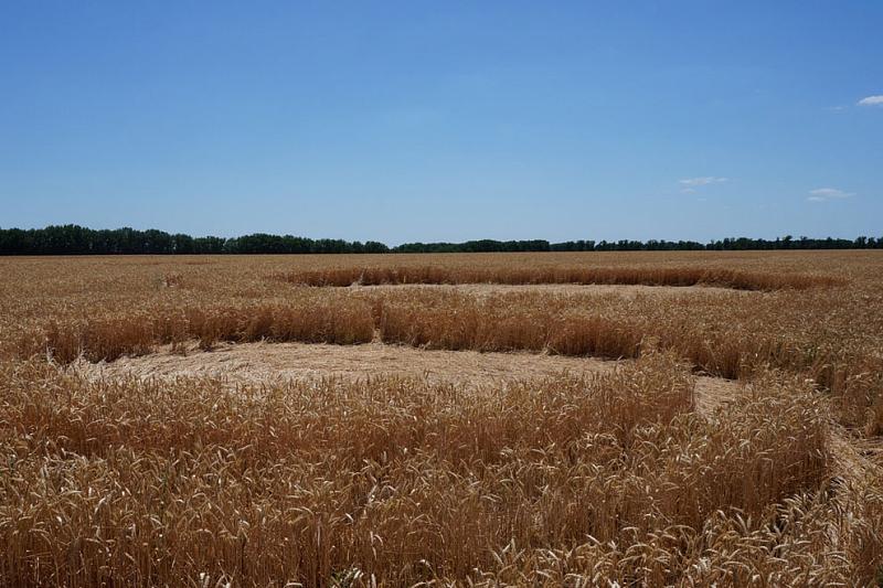 Огромные круги на пшеничном поле близ села Соколовское Гулькевичского района заметил один из местных жителей.