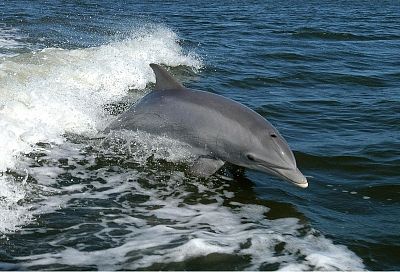 Незаконно выловленных дельфинов в Краснодарском крае пытаются вернуть в море