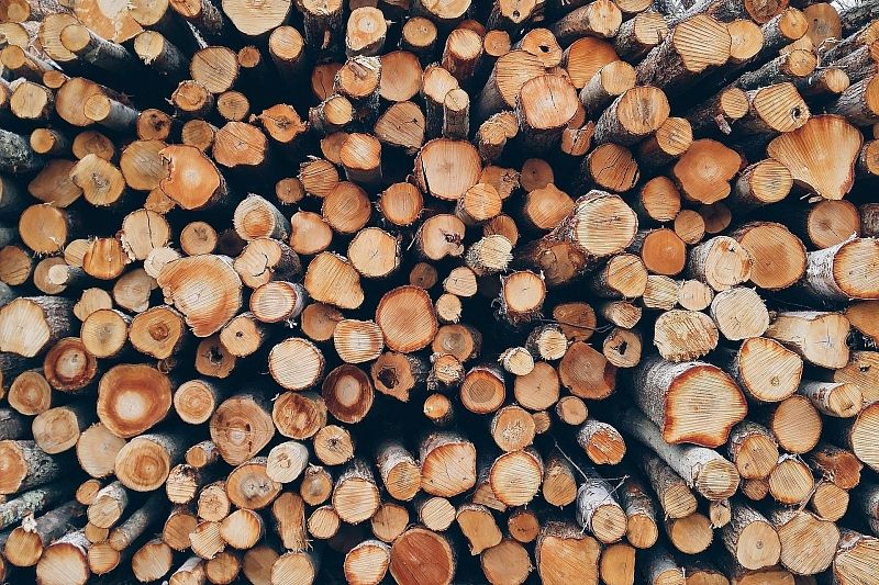В Краснодарском крае выявили контрабанду древесины на 250 млн рублей