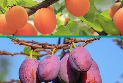 Априум: прекрасный плод селекции абрикоса и сливы