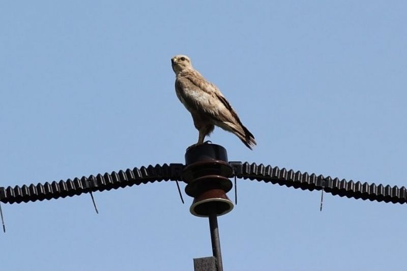«Россети Кубань» установила на ЛЭП три тысячи птицезащитных устройств