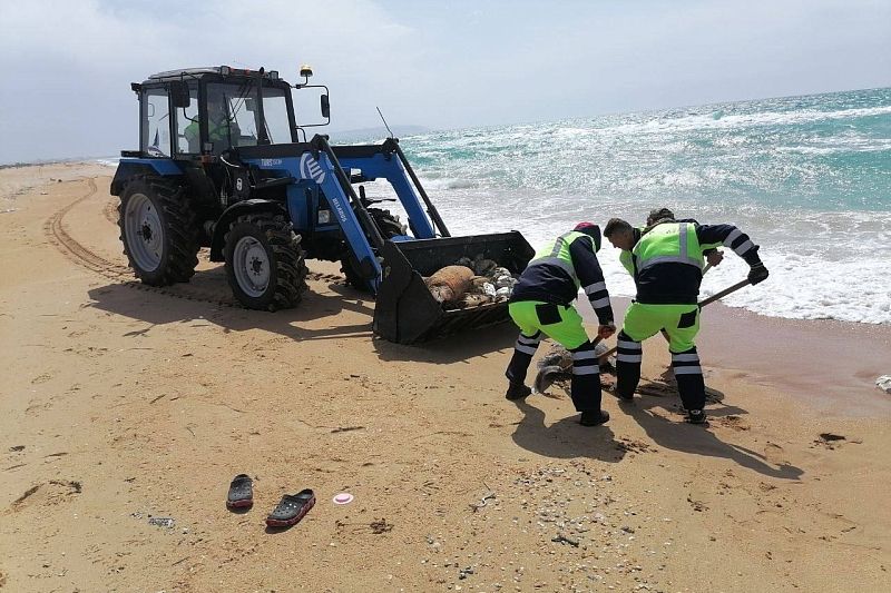 После массовой гибели дельфинов в Анапе начали санитарную уборку пляжей
