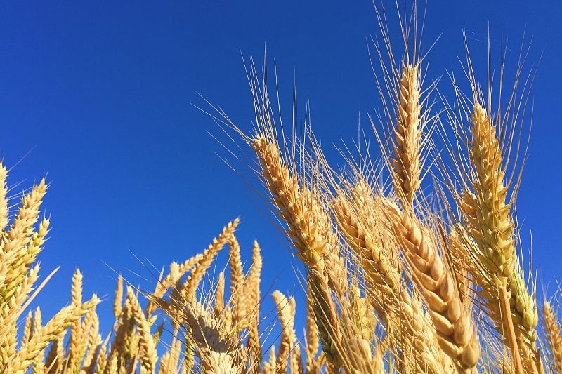 Кубань в лидерах по производству зерна: что помогает региону развивать экономику