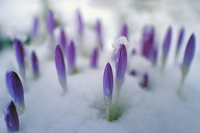 Такая снежная весна: синоптики сообщают о новом похолодании в Краснодарском крае