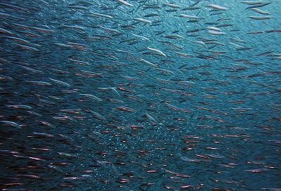 «Как огромная консервная банка»: в Черном море обнаружены скопления рыбы на глубине более 100 метров