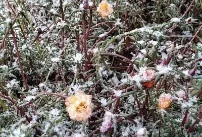 Отголоски зимы: мокрый снег ожидается в горах Краснодарского края