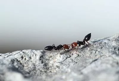 Ученые предлагают бороться с клещами при помощи феромона муравьев