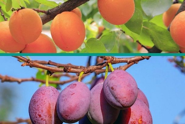 Априум: прекрасный плод селекции абрикоса и сливы