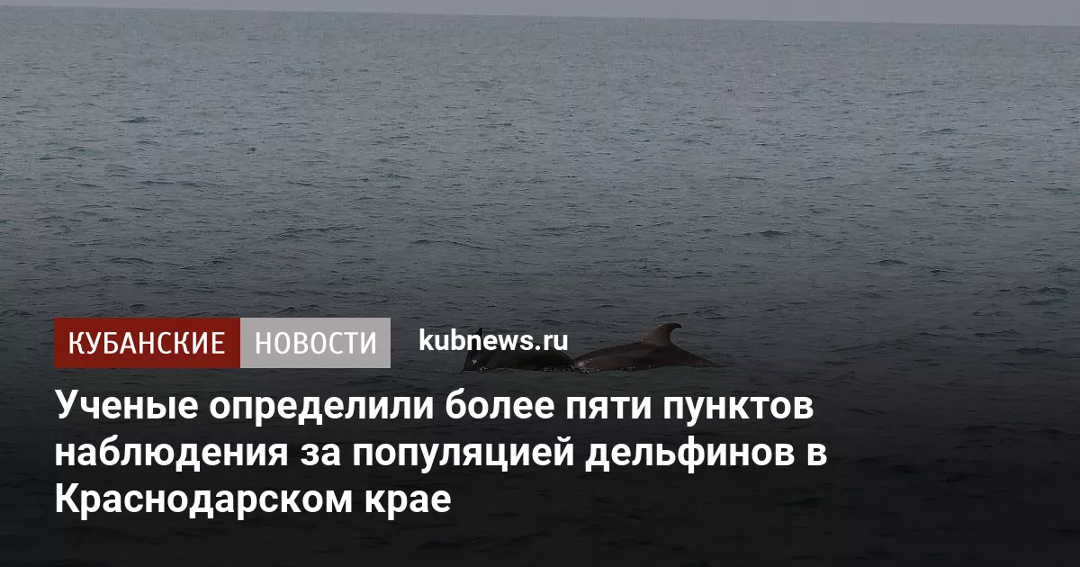 Ученые определили более пяти пунктов наблюдения за популяцией дельфинов в Краснодарском крае
