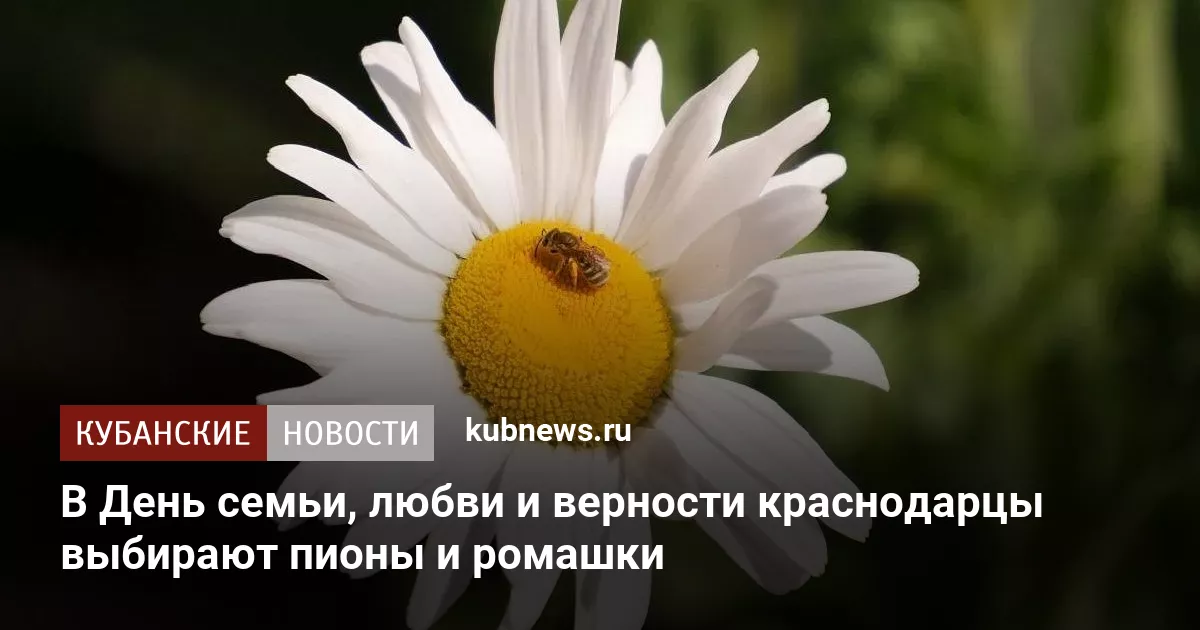 В День семьи, любви и верности краснодарцы выбирают пионы и ромашки