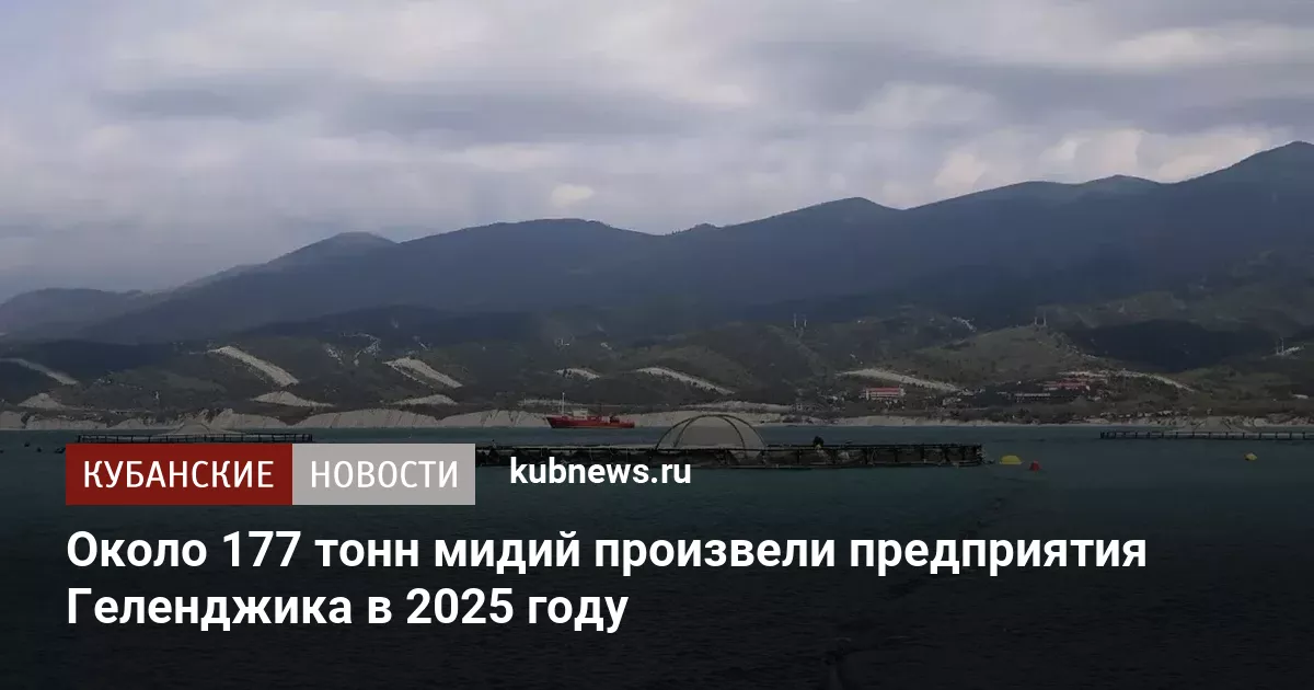 Около 177 тонн мидий произвели предприятия Геленджика в 2025 году
