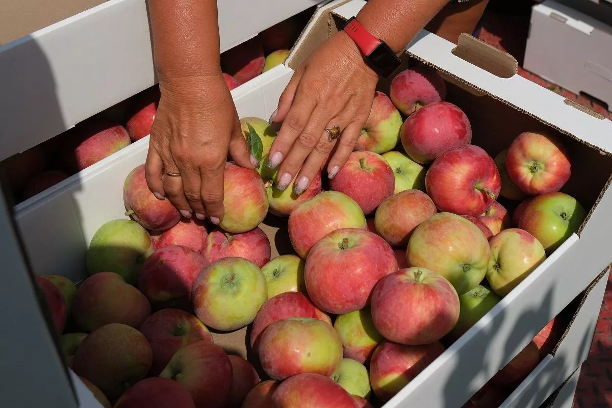 Яблоки Лозы востребованы и имеют стабильный рынок сбыта не только в нашем крае, но и в других регионах России. Яблоки Лозы востребованы и имеют стабильный рынок сбыта не только в нашем крае, но и в других регионах России.