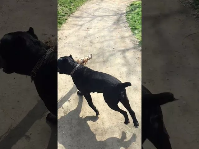 тренировка Фриды