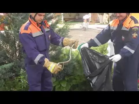 В станице Нижнебаканской метровая змея заползла на территорию детского сада
