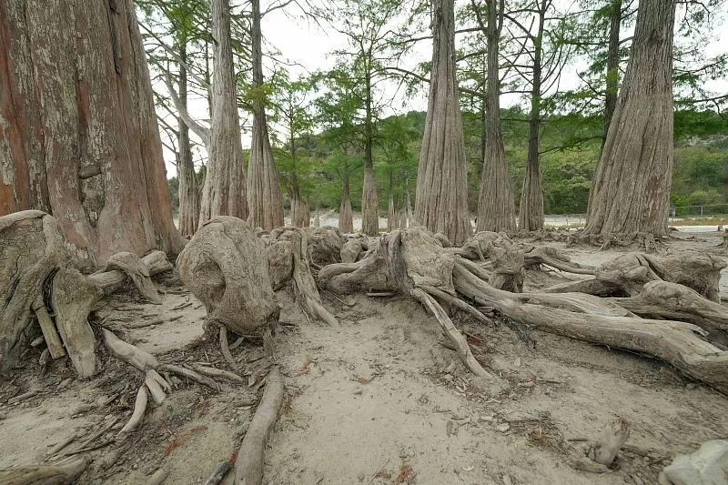 Так кипарисовое озеро выглядело в сентябре прошлого года.
