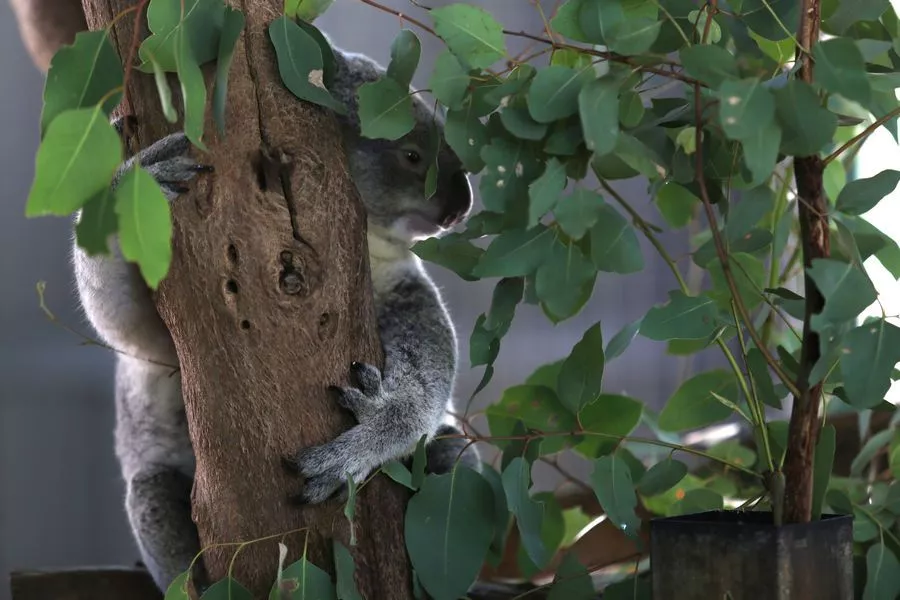 За время экспедиции путешественникам удалось наблюдать около 150 видов животных. За время экспедиции путешественникам удалось наблюдать около 150 видов животных.