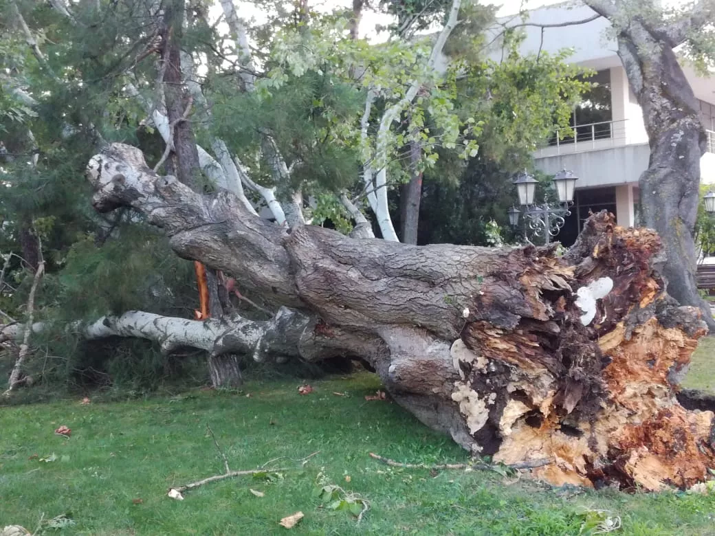 Утро 26 июля 2018 года в Геленджике. Накануне сильный ветер повалил деревья. Утро 26 июля 2018 года в Геленджике. Накануне сильный ветер повалил деревья.