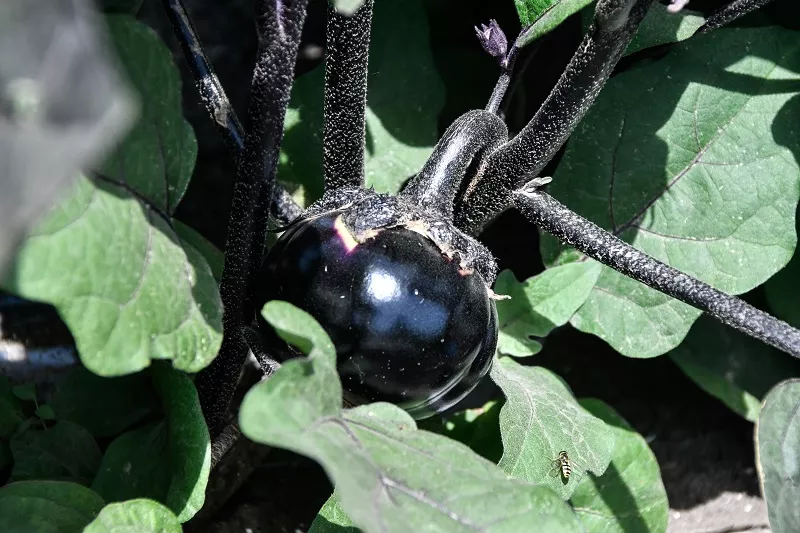 На сегодняшний день в КФХ под овощи отведено 30 га. В следующем году планируется ввести еще 170 га поливных земель. 