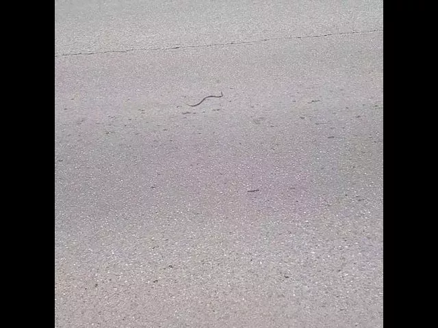 Змея борется за жизнь