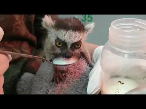 В краснодарском «Сафари-парке» родился детеныш лемура.