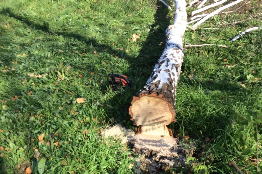 Вырубка берез вызвала большой общественный резонанс Вырубка берез вызвала большой общественный резонанс