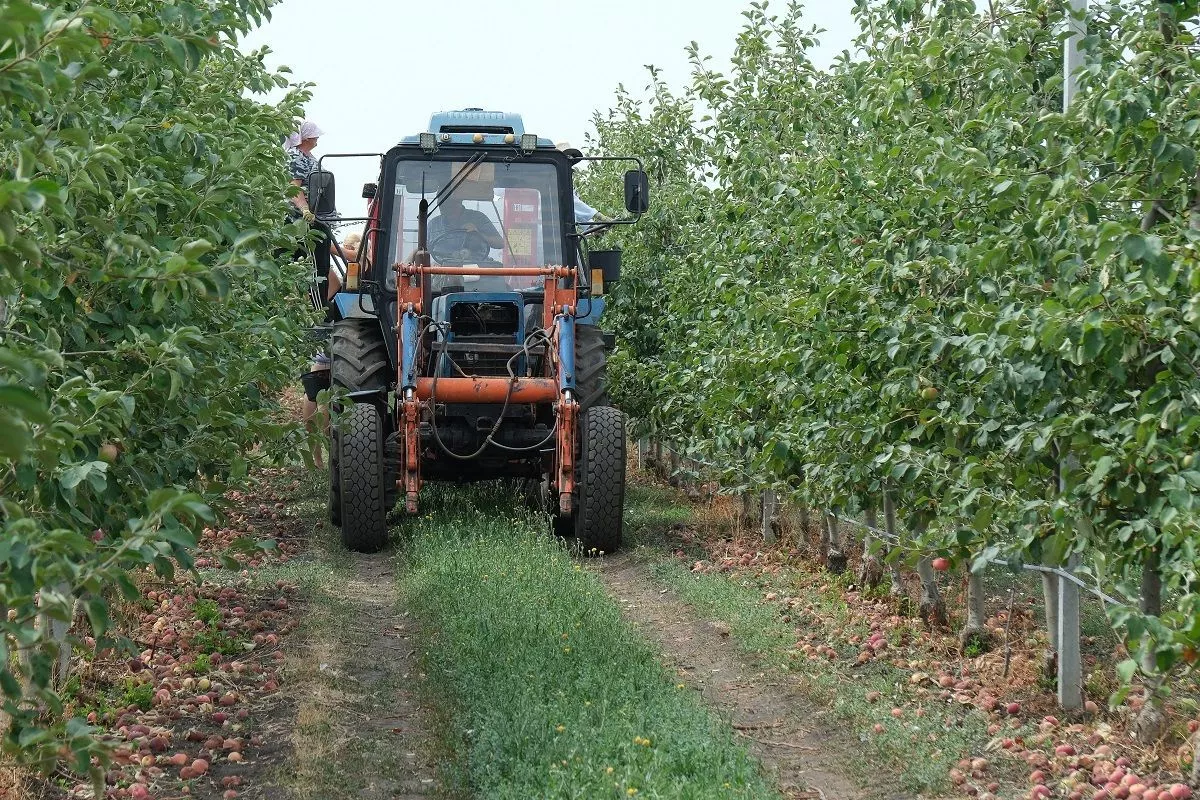 Сады в КФХ Александра Лозы посажены по интенсивной технологии. Сады в КФХ Александра Лозы посажены по интенсивной технологии.