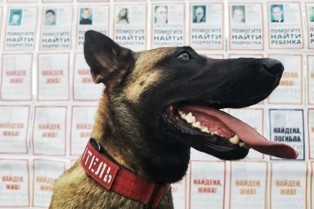 Лета за один год нашла трех человек. Это очень много. Собаки в два года только выходят на первые поиски, а наша Лета смогла проявить себя, еще будучи подростком. 