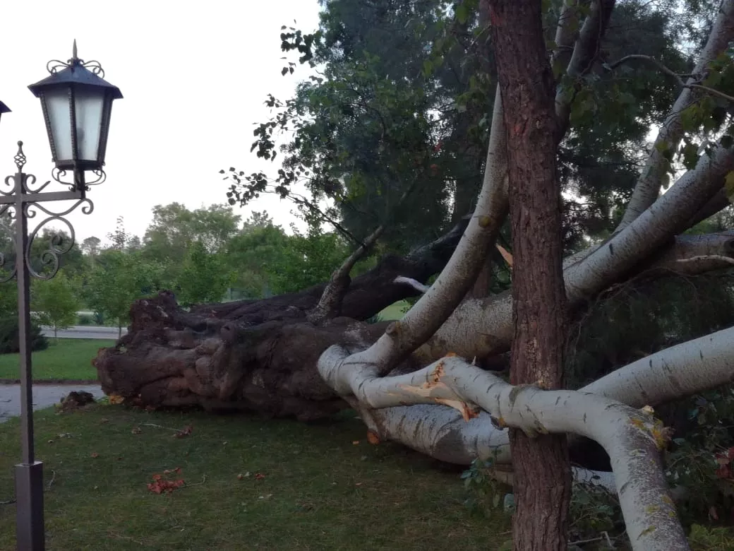 Утро 26 июля 2018 года в Геленджике. Накануне сильный ветер повалил деревья. Утро 26 июля 2018 года в Геленджике. Накануне сильный ветер повалил деревья.