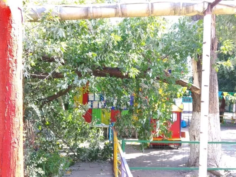 Деревья, упавшие после сильного ветра 18 сентября на территории школ и детсадов.