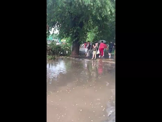 Ветка упала в Краснодаре на трамвайные пути