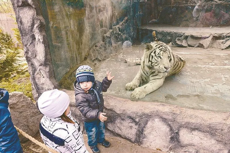 Белый тигр Рагдай – любимец многих гостей в краснодарском “Сафари-Парке”.
