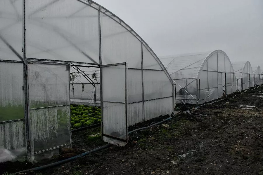 Еще один вид поддержки государства – субсидии на содержание теплиц – 350 рублей на квадратный метр.