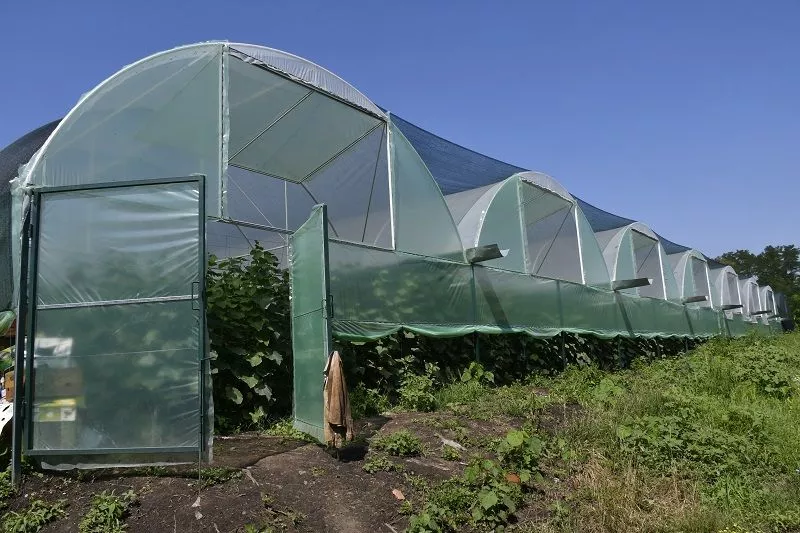 В строительство теплиц вложено 1 млн. 300 тыс. рублей собственных средств. 