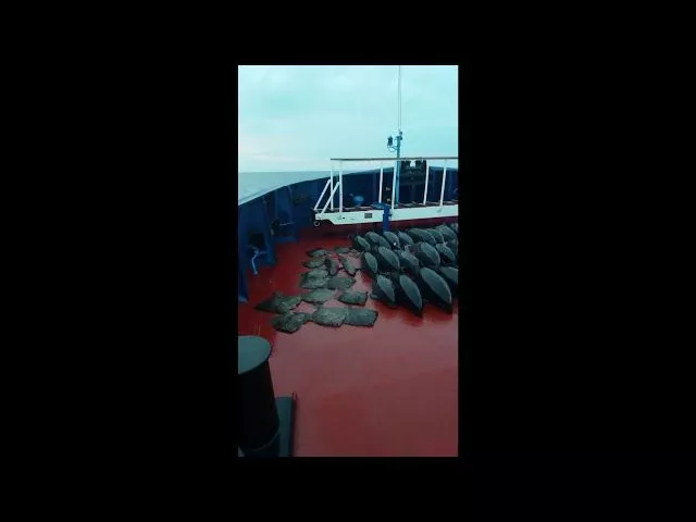 Пограничники показали шокирующие кадры с задержанного судна с браконьерами