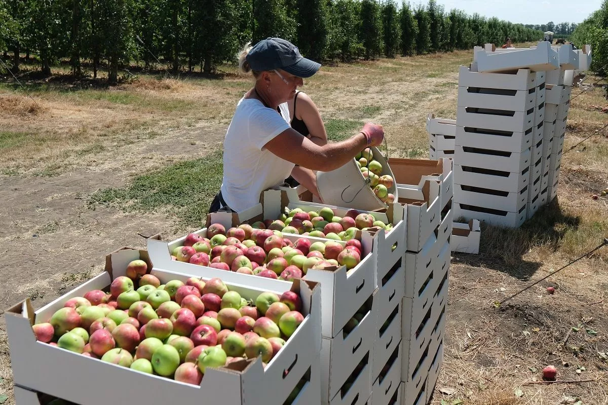Сады интенсивного типа в Краснодарском крае с одного гектара дают урожай вдвое выше обычных. Сады интенсивного типа в Краснодарском крае с одного гектара дают урожай вдвое выше обычных.