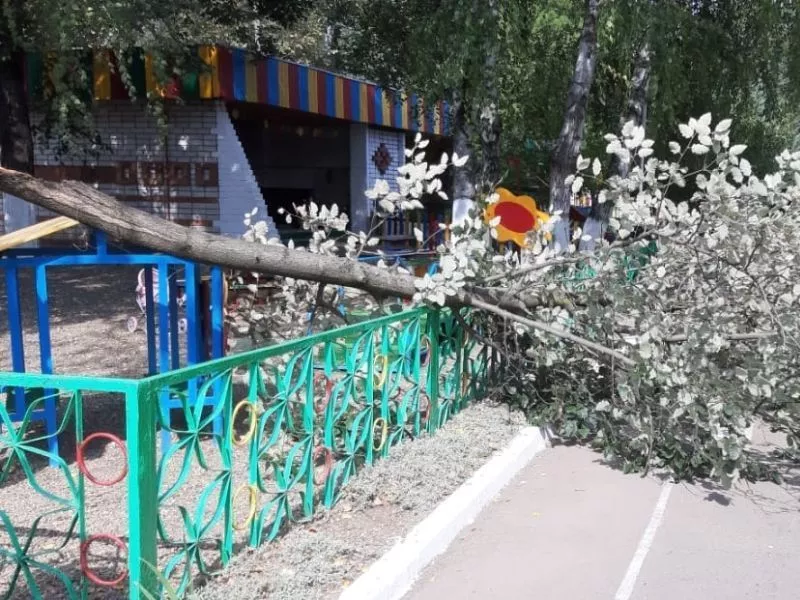 Деревья, упавшие после сильного ветра 18 сентября на территории школ и детсадов.