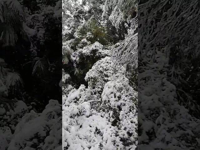 Растения в снегу в сочинском дендрарии