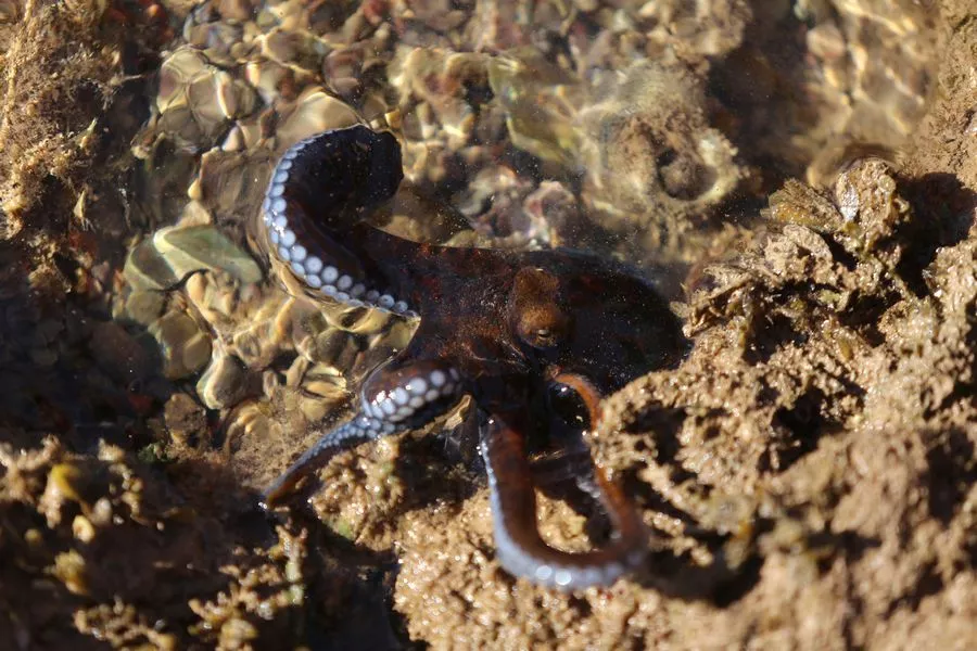 За время экспедиции путешественникам удалось наблюдать около 150 видов животных. За время экспедиции путешественникам удалось наблюдать около 150 видов животных.